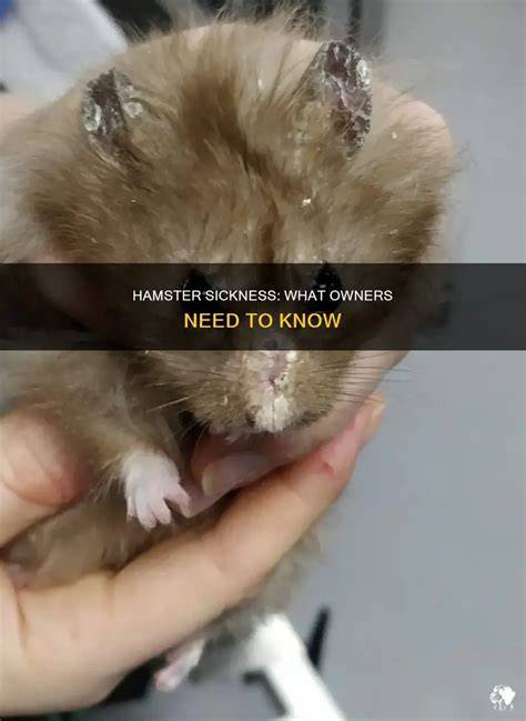 hamster nude