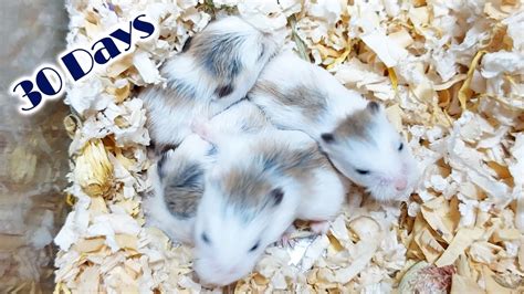 hamster nudes