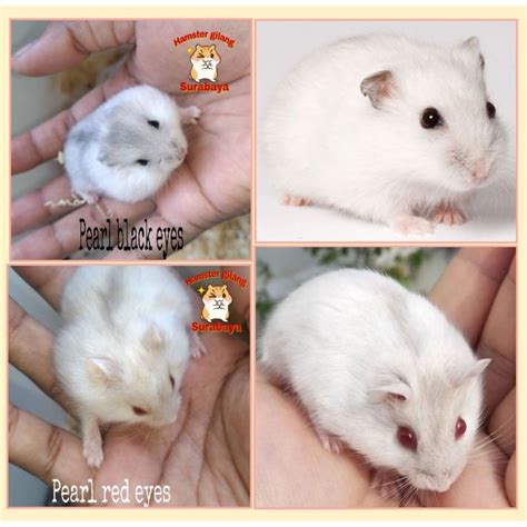 HAMSTER WINTER WHITE PEARL：Jual HAMSTER WINTER WHITE PEARL - Kota Tangerang - Tokopedia