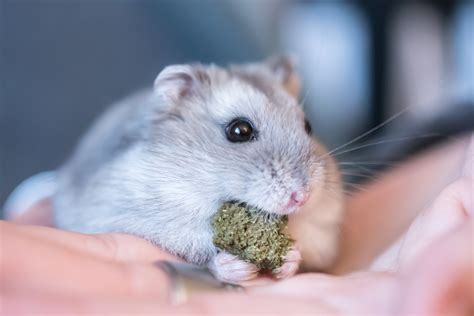 Download Hamster Happy Healthy Pets 