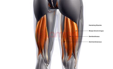 hamstring adalah | 5 bi tp gim m bng trn