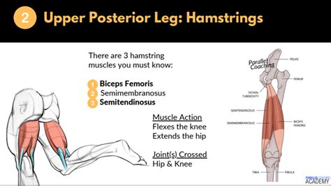 Hamstring Muscles Origin And Insertion