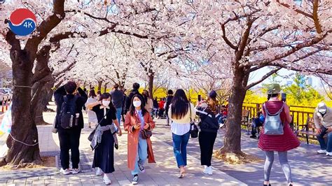 han river yeouido cherry blossom festival