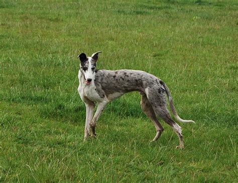 hancock lurchers - Lurchers & Running Dogs - The …