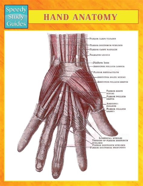 Hand Anatomy Speedy Study Guides