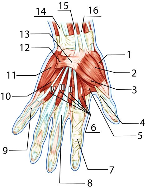 handens anatomi muskler