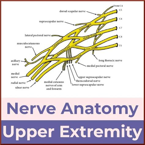 Handout For Upper Extremity Nerve Glides