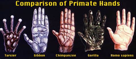Hands Of Primates Lab Answer Key