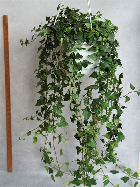 hanging ivy