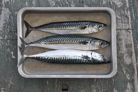 hantera nyfangad makrill