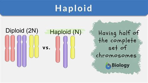 Haploid