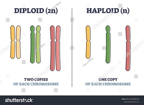 Haploid Vs Diploid