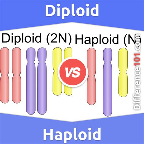 haploidinen - Wiktionary