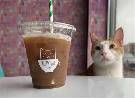 Happy Cat Cafe