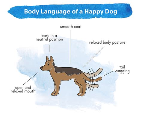 Happy Dog Body Language