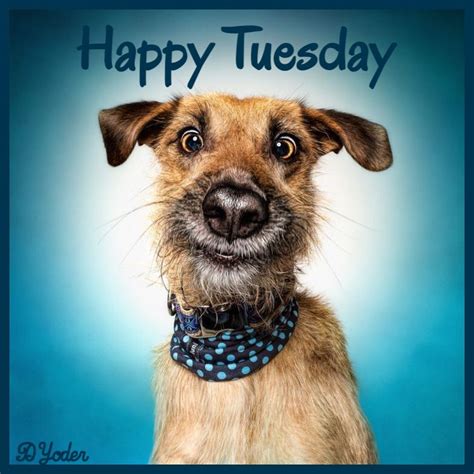 Happy Tuesday Dog Images