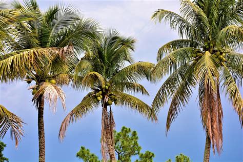 har alla palmer kokosnötter