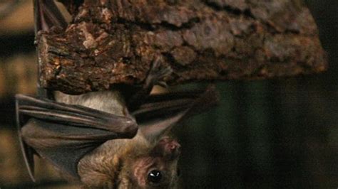 har fladdermöss rabies