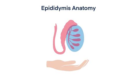 Read Online Hard Epididymis Manual Guide 