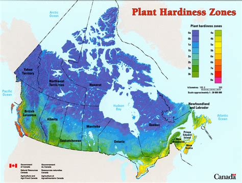 hardiness zone Archives - Tree Canada