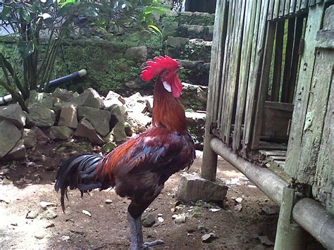 Harga Ayam Pelung Asli   Jual Ayam Pelung Asli Terlengkap Harga Murah Januari - Harga Ayam Pelung Asli