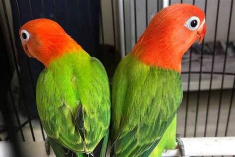 HARGA BURUNG LOVEBIRD ♋ Green Opaline, Lovebird Biola Hijau si Primadona - Radar Semarang