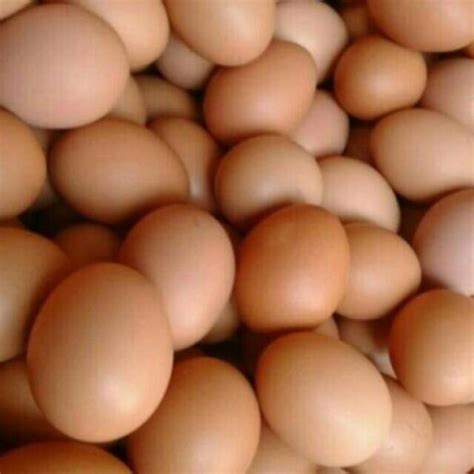 harga telur 1 kg hari ini