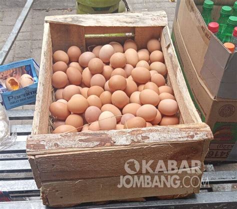 harga telur hari ini jombang