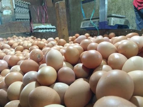 harga telur hari ini peternak rakyat