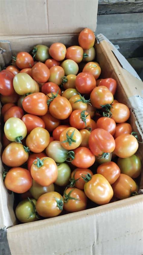 harga tomat 1 kilo
