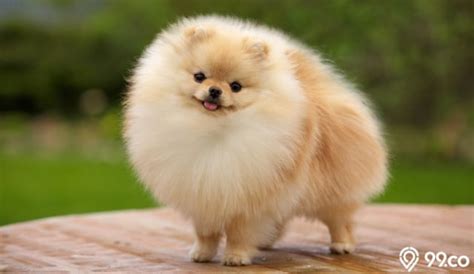 HARGA ANJING MINI POM - Jual Harga Anjing Mini Pom Terbaru - Oct 2024