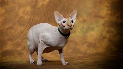 HARGA KUCING SPHYNX - NEMU SPHYNX CAT - UPDATE HARGA KUCING DI PASAR BARITO