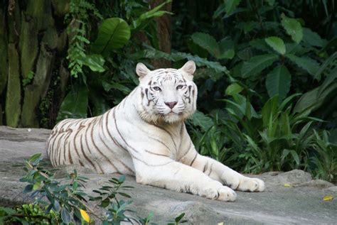 harimau putih