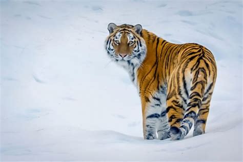 harimau siberia