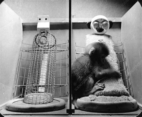 Harlow Experiment