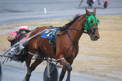 harness racing