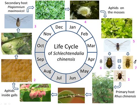 Read Online Harnessing The Aphid Life Cycle To Reduce Insecticide 
