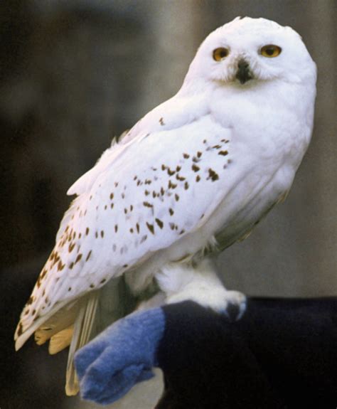 Harry With Hedwig