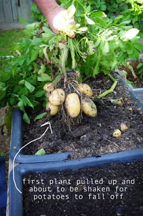 harvesting potatoes in containers