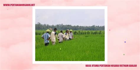 hasil utama pertanian vietnam adalah