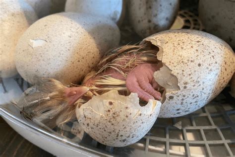 Hatching Turkey Eggs