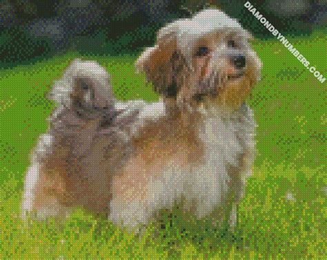 havanese - Paint by numbers - DiamondByNumbers - Diamond …