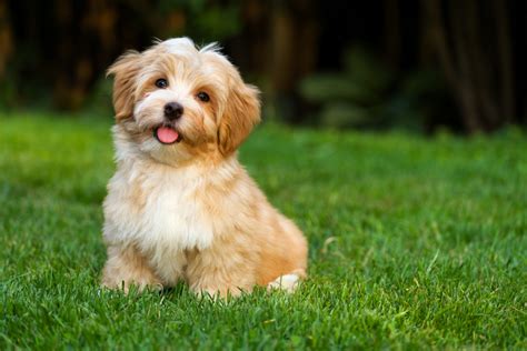 Havanese Dog Cost