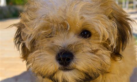 Havanese Yorkie Mix Size