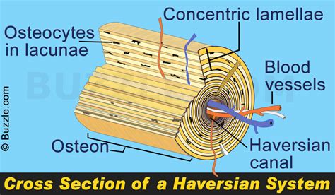 Haversian System