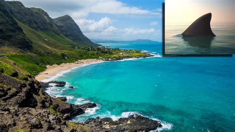 hawaii shark attack