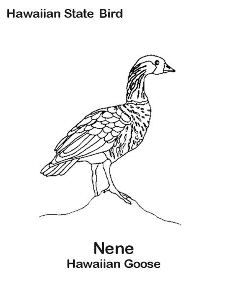 Hawaii State Bird Coloring Page   Nene And Hibiscus Hawaii State Bird And Flower - Hawaii State Bird Coloring Page