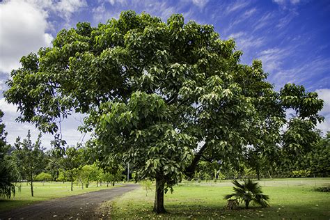 hawaii state tree