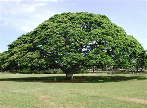hawaii tree
