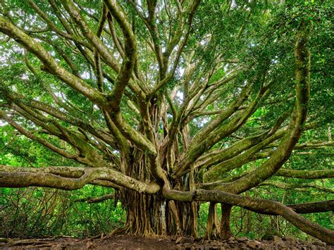 hawaii trees